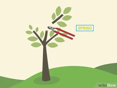 Image titled Prune an Avocado Tree Step 07