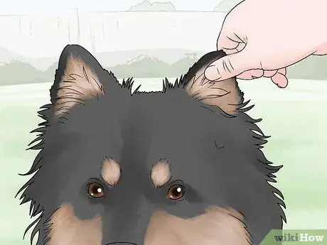 Image titled Identify a Finnish Lapphund Step 3