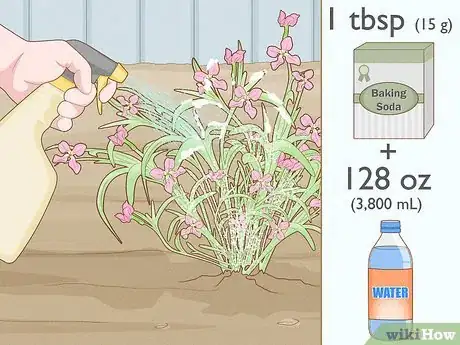 Image titled Grow Night Scented Stock Step 23