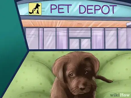 Image titled Buy a Chocolate Labrador Step 18
