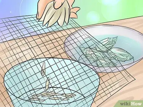 Image titled Plant a Tulip Poplar Tree Step 17