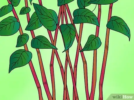 Image titled Identify Knotweed Step 3