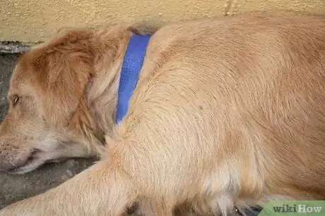 Image titled Prevent Hip Problems in Dogs Step 3