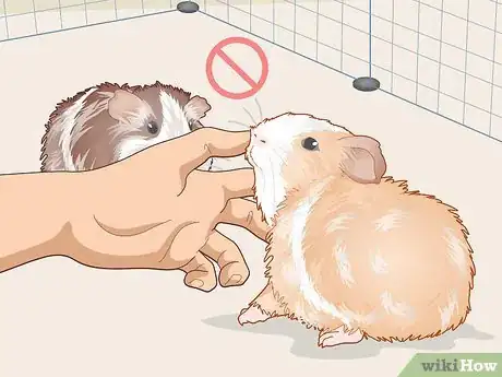 Image titled Help Two Guinea Pigs Get Along Step 10