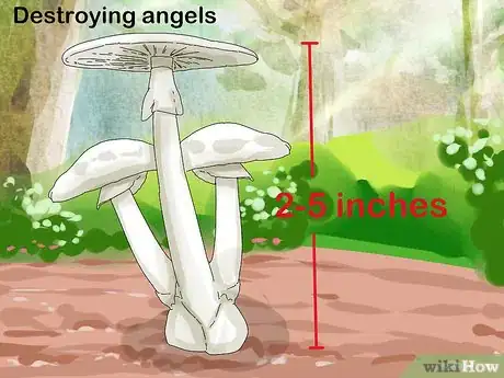 Image titled Identify Mushrooms Step 6