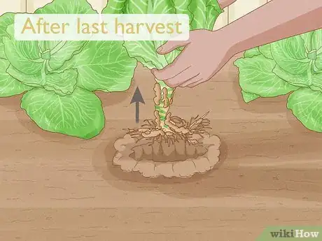 Image titled Harvest Cabbage Step 7