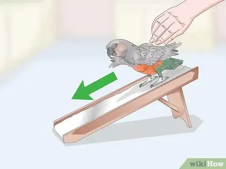 Image titled Keep a Red Bellied Parrot Entertained Step 11