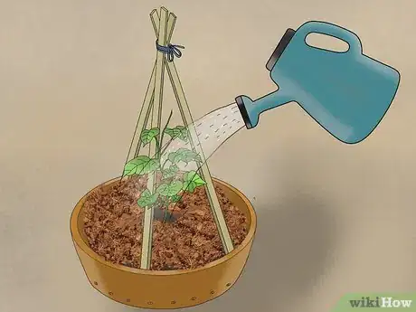 Image titled Grow Cucumbers in Pots Step 18