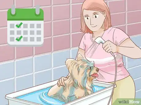 Image titled Groom a Yorkie Pomeranian Mix Step 10