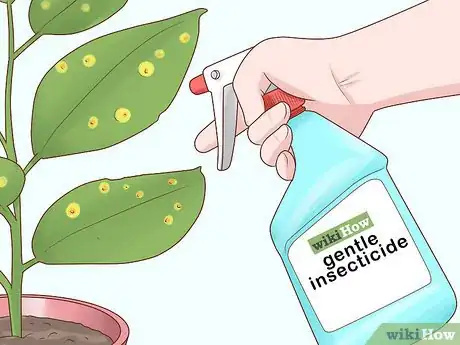 Image titled Grow a Rubber Tree Step 19