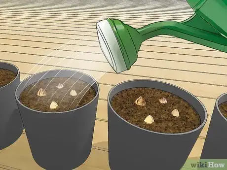 Image titled Plant an Areca Palm Step 4