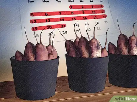 Image titled Store Dahlia Bulbs Step 5