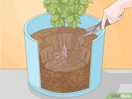 Image titled Grow a Cashew Nut in a Pot Step 3