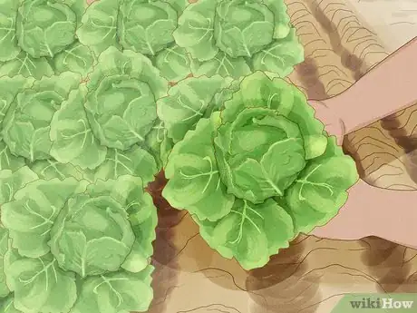 Image titled Use Crop Rotation in Gardening Step 6