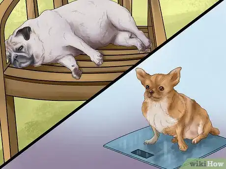 Image titled Know if Your Senior Dog Should Go on a Diet Step 1