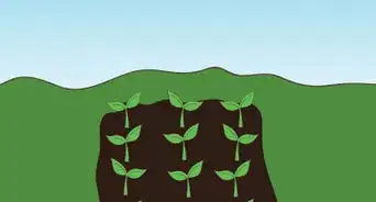 Harden Off Seedlings