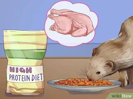 Image titled Reduce Ferret Odor Step 11