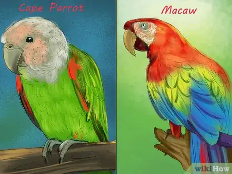 Image titled Select a Pet Parrot Step 6