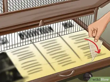 Image titled Treat Bumblefoot in Cockatoos Step 12