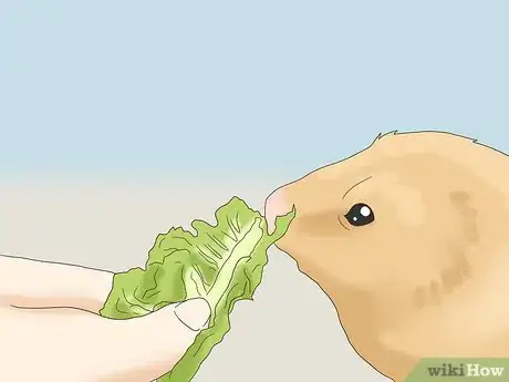 Image titled Teach a Guinea Pig to Do Tricks Step 6