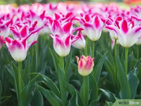 Image titled Plant a Cut Flower Garden Step 8