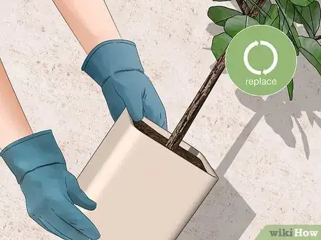 Image titled Control Mealybugs on Indoor Plants Step 7