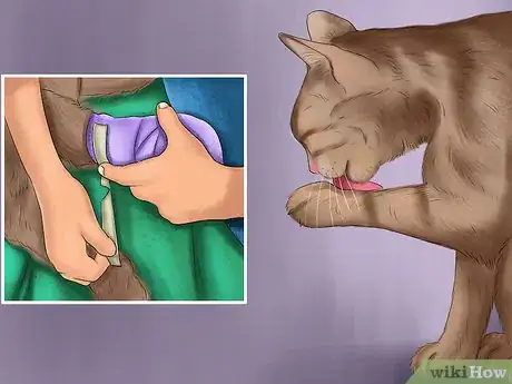 Image titled Apply Topical Medication to a Cat Step 7