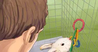 Choose Toys for Your Rabbit