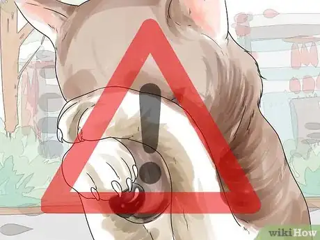 Image titled Diagnose Canine Eye Infections Step 2