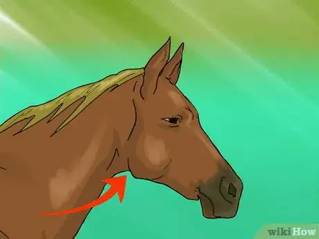 Image titled Take a Horse's Vital Signs Step 7