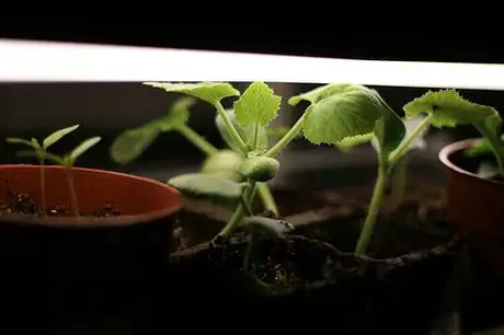 Image titled Grow lights at work 3755