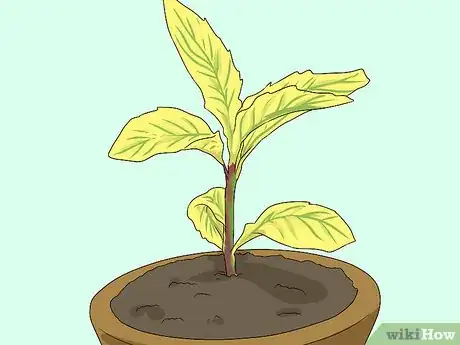 Image titled Fix Common Indoor Herb Garden Problems Step 8