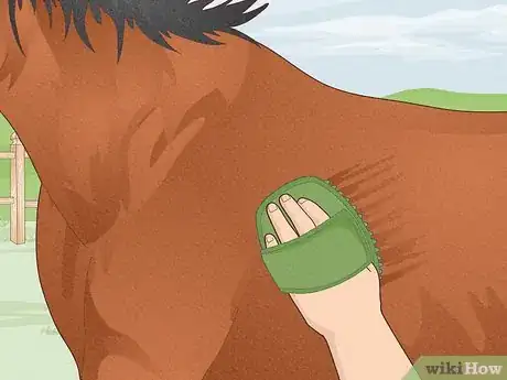 Image titled Look After a Horse Step 8
