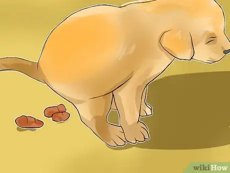 Image titled Diagnose Canine Coronavirus Step 1