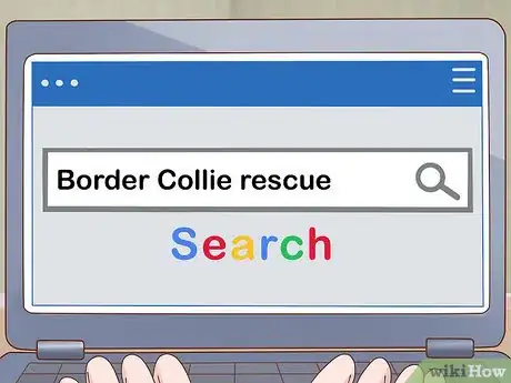 Image titled Choose a Border Collie Step 10