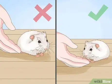 Image titled Carry a Hamster Step 4