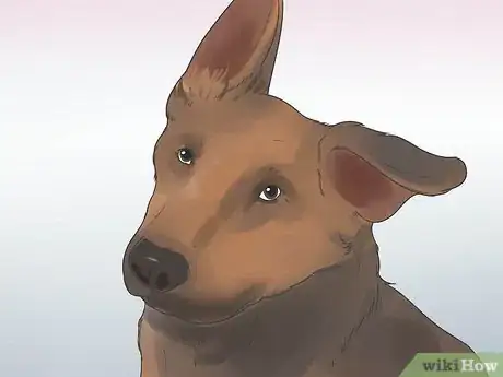 Image titled Diagnose Epilepsy in German Shepherds Step 2