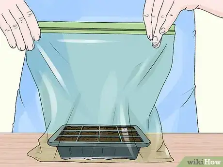 Image titled Plant a Christmas Cactus Step 13