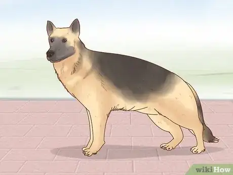 Image titled Adopt a German Shepherd Step 1