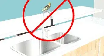 Keep a Cockatiel Healthy