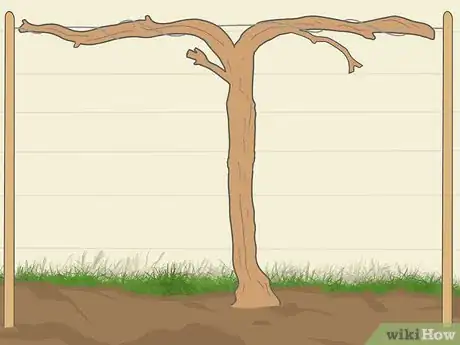 Image titled Prune Grape Vines for Winter Step 9