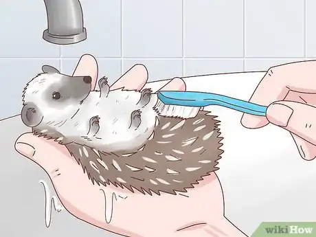 Image titled Take Care of a Hedgehog Step 24