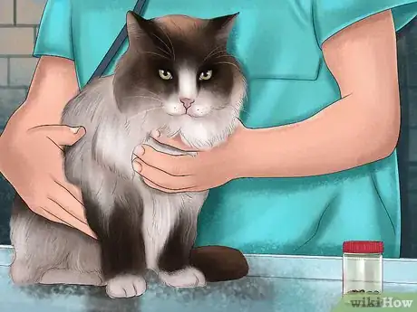 Image titled Prevent Ticks on Cats Step 11