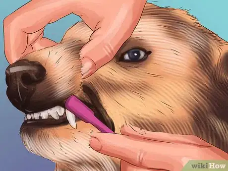 Image titled Groom a Thick Furred Dog Step 12