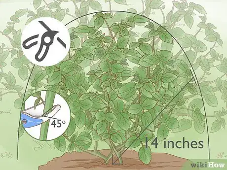 Image titled Prune Tea Roses Step 1