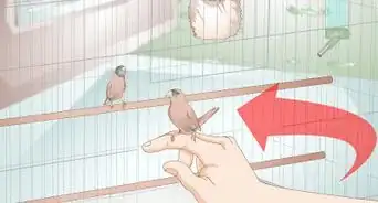 Disinfect a Finch Cage