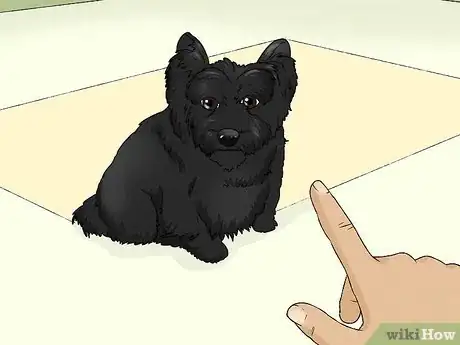 Image titled Identify a Cairn Terrier Step 12