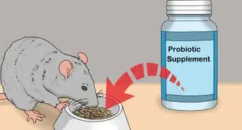 Treat Diarrhea in Rats