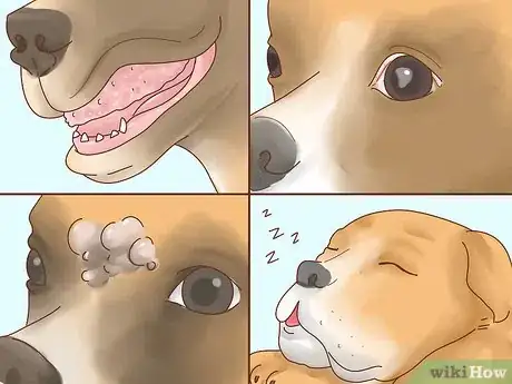 Image titled Care for Boxers Step 7