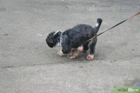 Image titled Housebreak Your Dog Using Crate Training Step 9